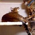 キャットタワーで喧嘩する親子猫＆呆れ顔の娘猫ちゃん！