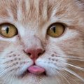 猫が『舌を出しっぱなし』にしているときの理由4選　病気のサインのこ…