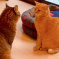 猫2匹の『まるで恋バナ真っ最中』な様子が話題に…向かい合う姿が微笑…