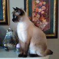 【獣医師監修】オイイーボブってどんな猫？特徴や性格から飼う前の注意点…