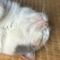 お昼寝中の看板猫→お客さんから貰った『そっくりな石』を隣に並べてみ…
