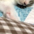 『3匹の子猫』がいっしょに眠った結果…たまらなく可愛い光景に「まさに天…