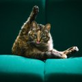 猫の『お尻がクサイ』のは普通？異常？ニオイの原因3選とお尻ケアのアドバ…