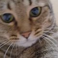 『テンション高めの猫』と遊んでいたら…背後にいた同居猫の『まさかの…
