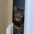 部屋の前にいた猫→ドアをゆらゆら動かして…まさかの『毎晩のルーティン』…