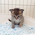 子猫の『トイレデビューの瞬間』をおさめてみた結果…真剣な姿がかわい…