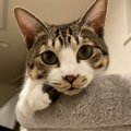 猫を絶対に『室内飼い』すべき理由３選