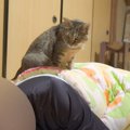 『夏バテをしたパパ』が心配になった猫…まさかの行動が優しすぎると13…