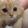 『これでおそろいの匂いかニャ？』新入り子猫ちゃんが初めての入浴♡