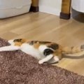 踏んだら痛い！ラグの下に埋めた猫砂で遊ぶ猫さんたちが話題に