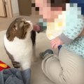 パパ猫が『泣きだした赤ちゃん』を見た結果…優しすぎる『まさかの行動…