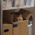 猫が『心を閉ざしている』ときの原因4つ　不信感を持っているサインや信頼…