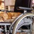 猫と暮らす障がい者男性が住宅の補修を頼んだら…職員に言われたありえない…