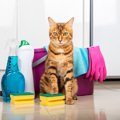 猫との暮らしで『ネガティブ』な気持ちになる瞬間5選　習性やイタズラ…