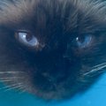 獣医の手によって巨大なエリザベスカラーをつけられて…まさかのアピー…