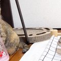 『新入り子猫』が先住猫たちと対面した結果…心温まる『優しい歓迎』に「本…