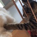 子猫が可愛くて厳しく出来ない優しい猫さん