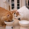 猫を『多頭飼育』すると起きがちな悩み4つ　複数飼いの猫ぐらし“あるある”