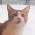 大雪の中、『外に出たい』と猛アピールする猫→ウッドデッキで遊ばせると……