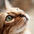 猫の『鼻息』が荒くなっちゃうシーン4つ！