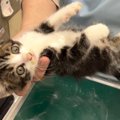 『保護した子猫』を動物病院に連れて行ったら…思わず笑顔になる『可愛…