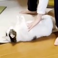 『もはやパン生地』男の子にコロコロ転がされる猫…可愛すぎる『おねだり姿…