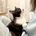 大好きなママとくっつきたい猫→無理やり体をねじこみ…想像以上に『愛…