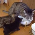 『元ボス猫』が"保護子猫"と過ごした結果…接し方が優しすぎ…