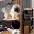 猫じゃらしをそーっと取ろうとした弟…まさかの速度で反応してくる猫に…