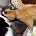 ヒーターの前に集まる猫たち→1匹が強引に入ろうとした結果…388万再生され…