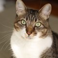 愛猫からのメッセージ「ボクはここにいるよ。」