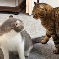 ブチギレてしまった『温厚で優しい長男猫』にパパ猫が……思わず爆笑の光景…