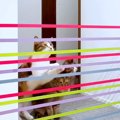 ７匹の猫の『ジャンプ力』を検証→テープを張ってみた結果…"想像以上…