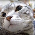 突然のスリスリ！猫ちゃんが甘え出した訳とは？