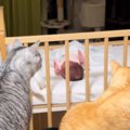 『赤ちゃんが家に来た初日』、遠巻きに見つめていた2匹の猫→現在……尊…