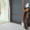 猫ちゃんの幸せな時間をコガネムシに邪魔されて激おこ？