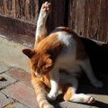 猫のおしりは拭くべきなの？正しい拭き方と注意点