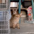 ガレージに住み着いた『痩せ細った親子猫』…『保護の瞬間』の様子に心…