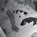 『ねこファーストガチ勢』→夜寝るときの様子を見てみると…「ピクトグラム…
