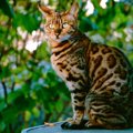 イケメンすぎる⁈『かっこいい猫種』4選　ワイルドだったりスマートだ…