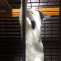 猫を飼うときに絶対に必要な条件９つ