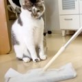 ママがフローリングワイパーを取り出すと、愛猫が警戒心MAXに…まさかの『…