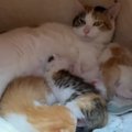 深夜の激しい雷雨→見守りカメラに記録された『猫の様子』を見てみると…思…