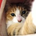 キャットタワーでくつろぐ猫→飼い主が近づいてくると…思わず笑ってし…