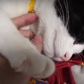 “ぱぁ〜”猫ちゃんの可愛いおててに悶絶♡