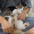 問題！猫ちゃんくっついてきた種子の数はいくつ？