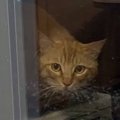 庭に遊びに来るようになった野良猫が『突然来なくなった』と思ったら…まさ…