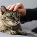 猫がストレスによって発症する『心の病気』3つ　主な症状や予防法、メンタ…