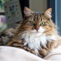 『抜け毛が多い』とされている猫種6選　それぞれの特徴や対策方法までご紹介