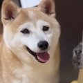 ダンボールハウスで遊ぶ『柴犬と猫』→中にいた猫が突然消えると…ほっこり…